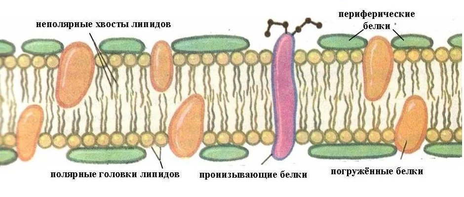 Рисунок наружной цитоплазматической мембраны