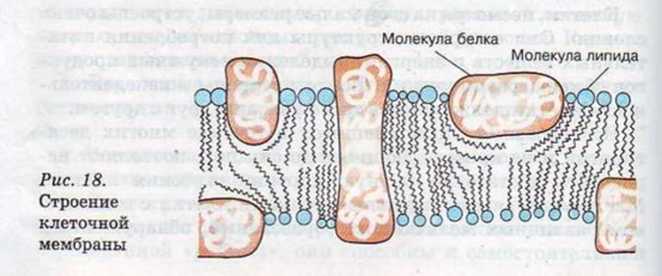 Мембрана клетки строение рисунок