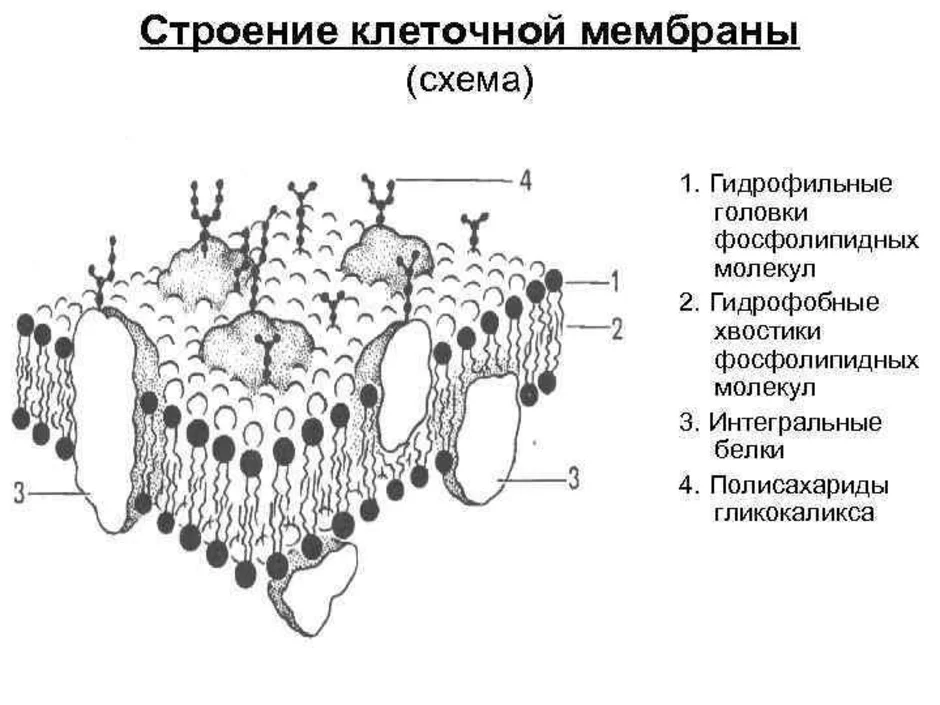 Общий план строения цитоплазматической мембраны