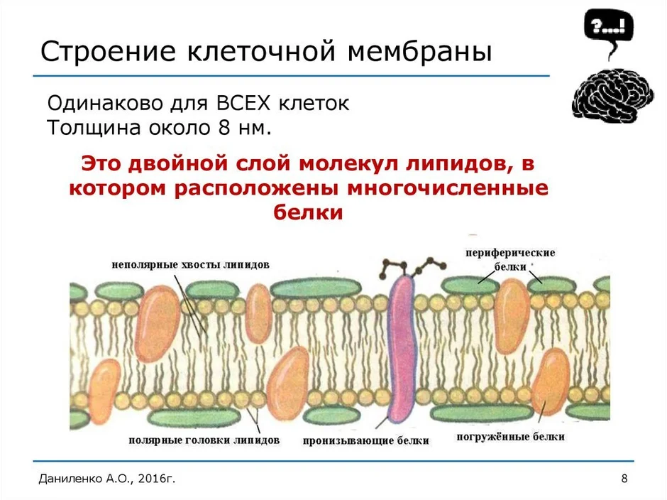 Схема строения клеточной мембраны