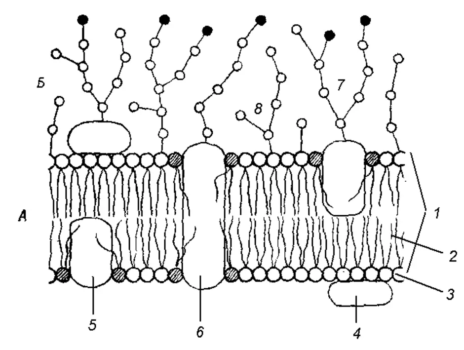 Схема строения клеточной мембраны