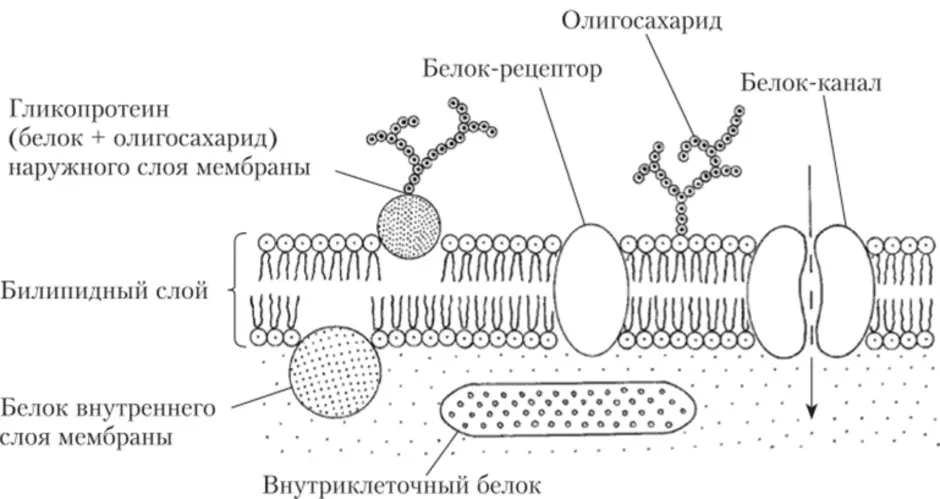 Схема клеточной оболочки