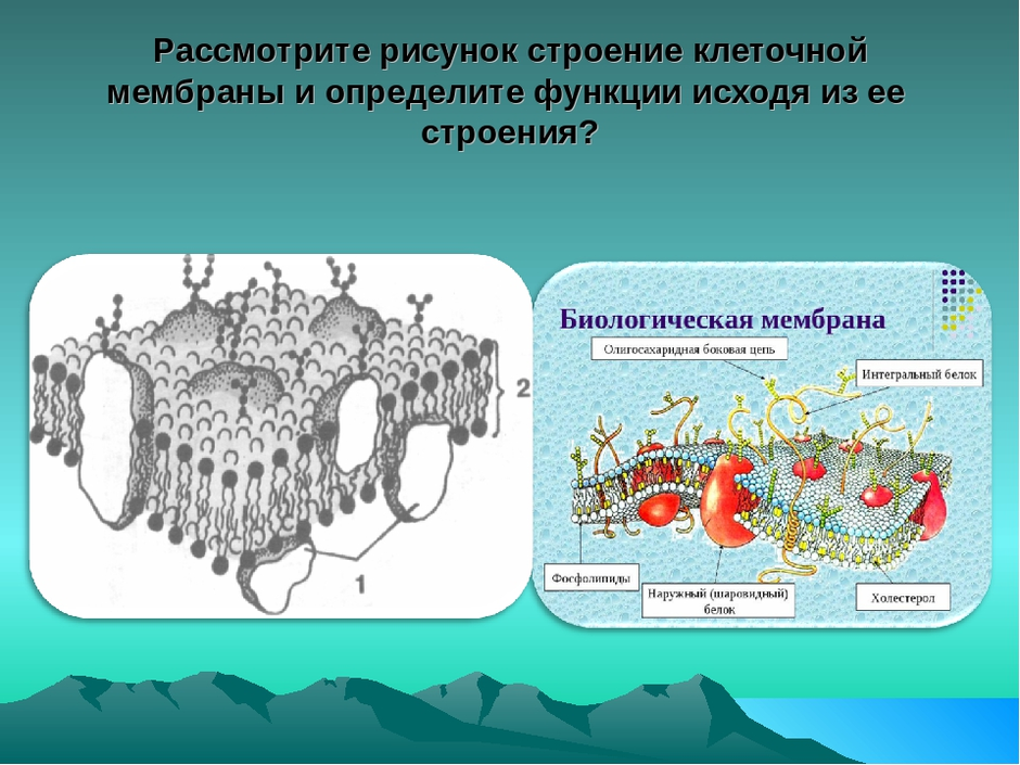 Схема строения клеточной мембраны