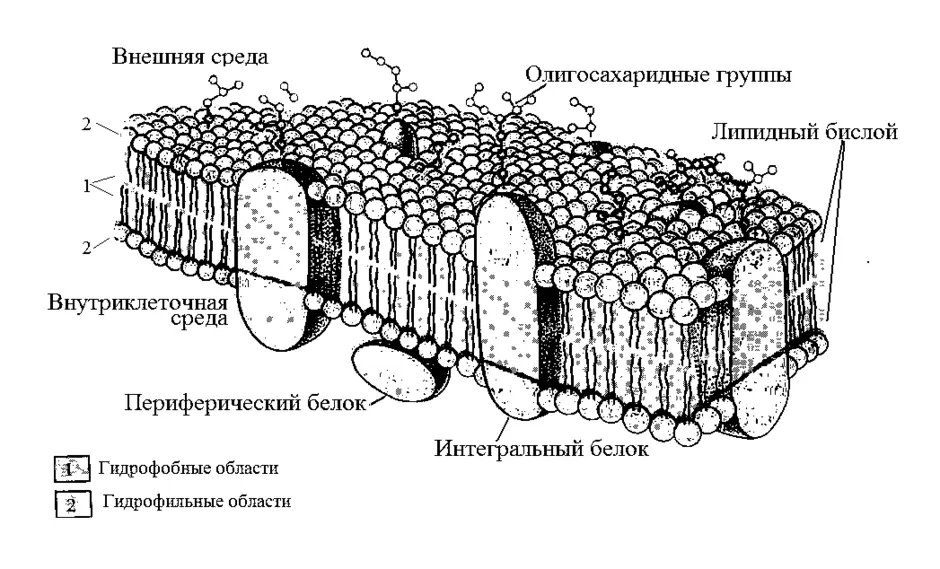 Схема клеточной оболочки