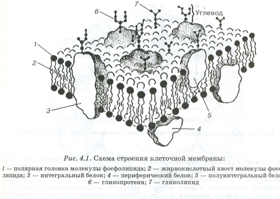 Схема строения цитоплазматической мембраны