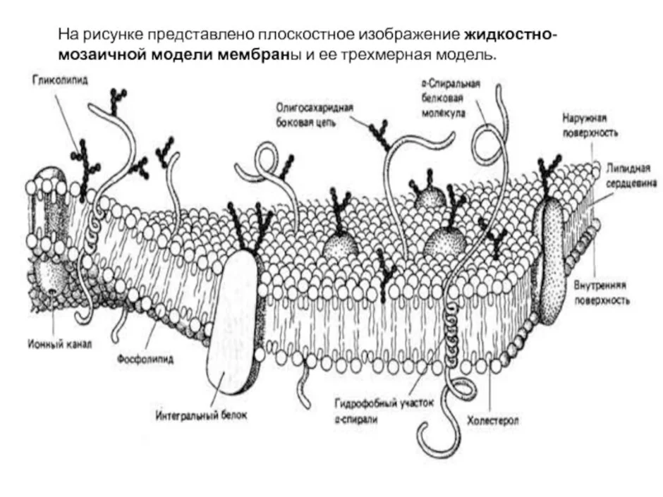 Строение биологической мембраны рисунок