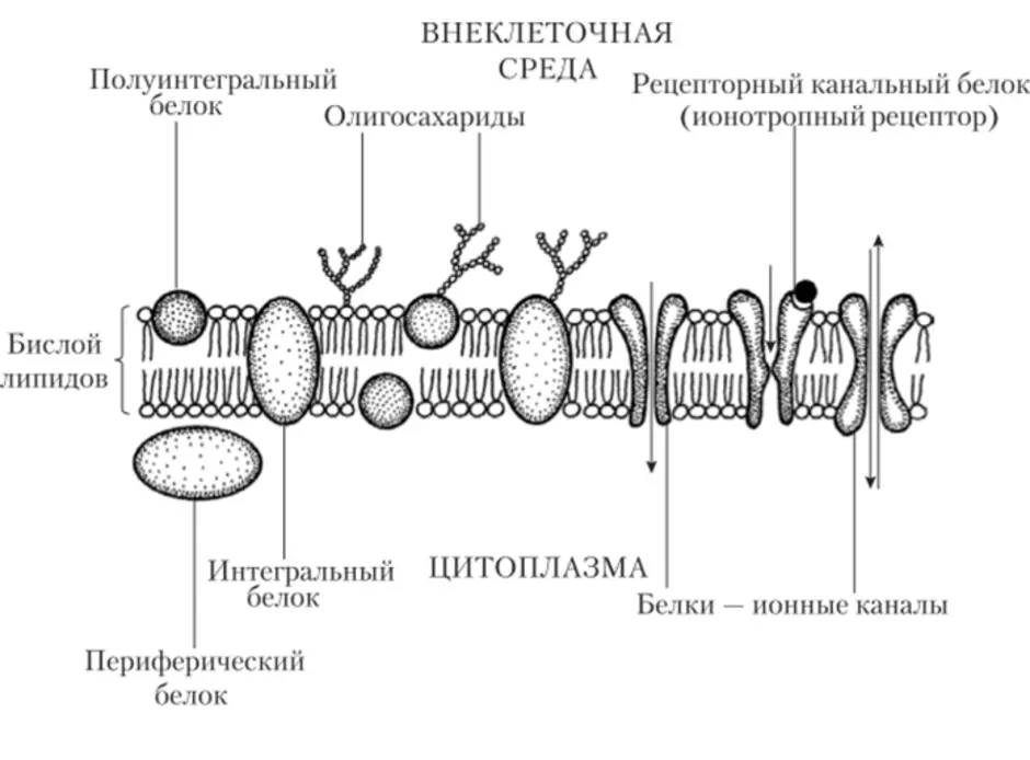 Мембрана клетки строение рисунок