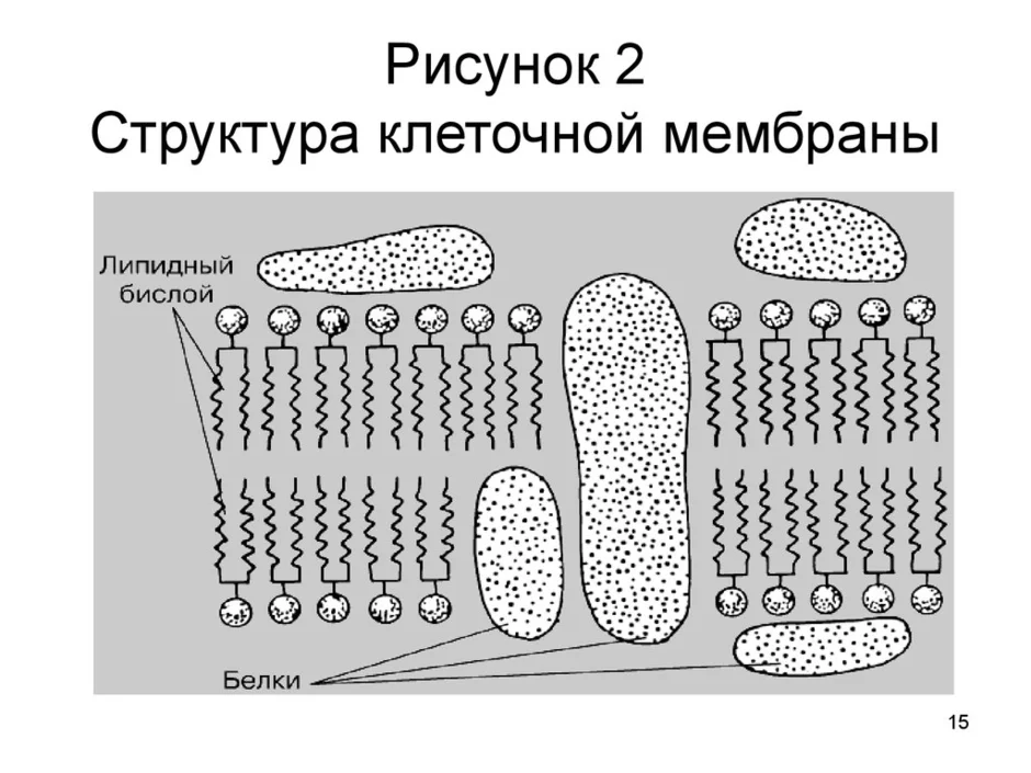 Мембрана клетки строение рисунок