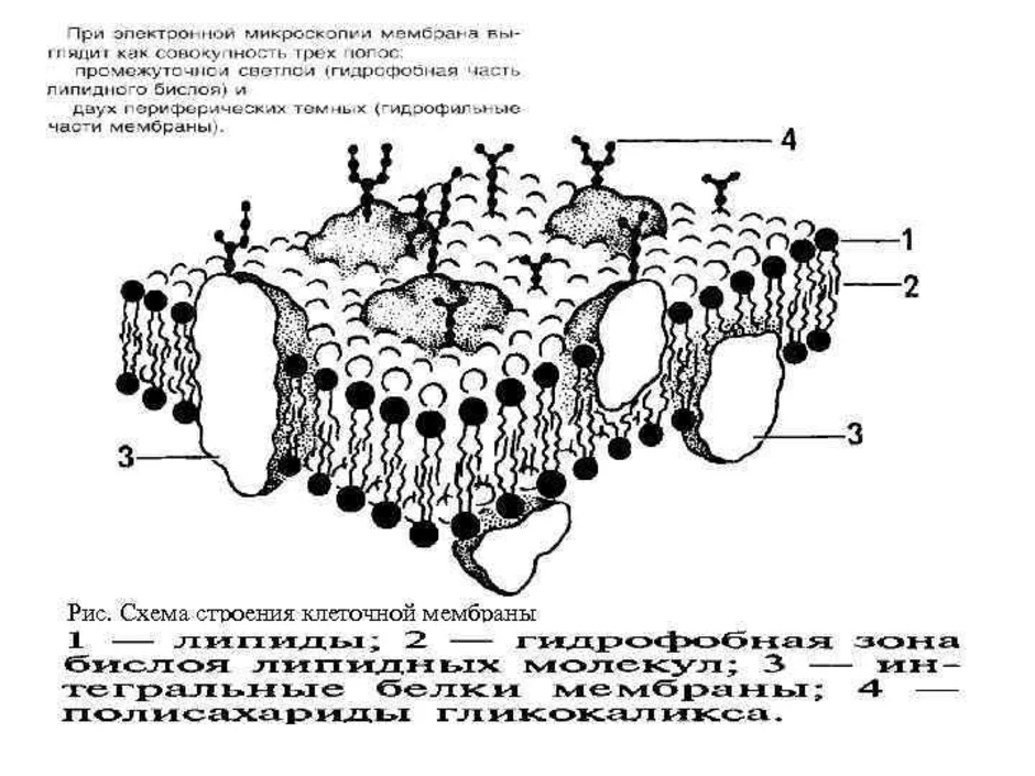На рисунке 1 изображена структура. Схема строения плазматической мембраны клетки. Схема строения мембраны клетки. Схема строения цитоплазматической мембраны. Клеточная цитоплазматическая мембрана рисунок.