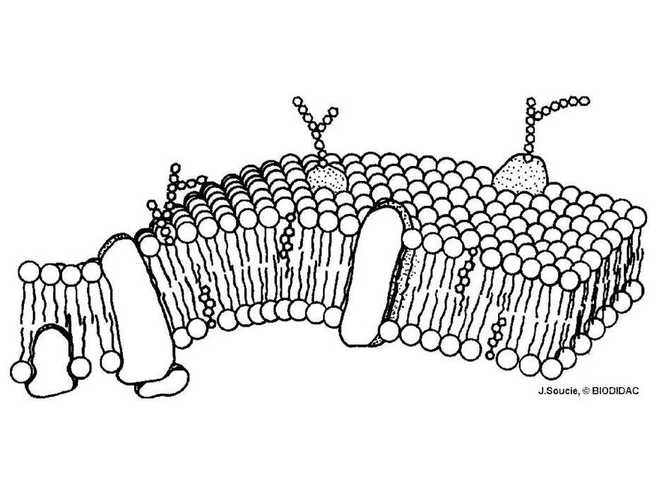 Плазматическая мембрана картинка
