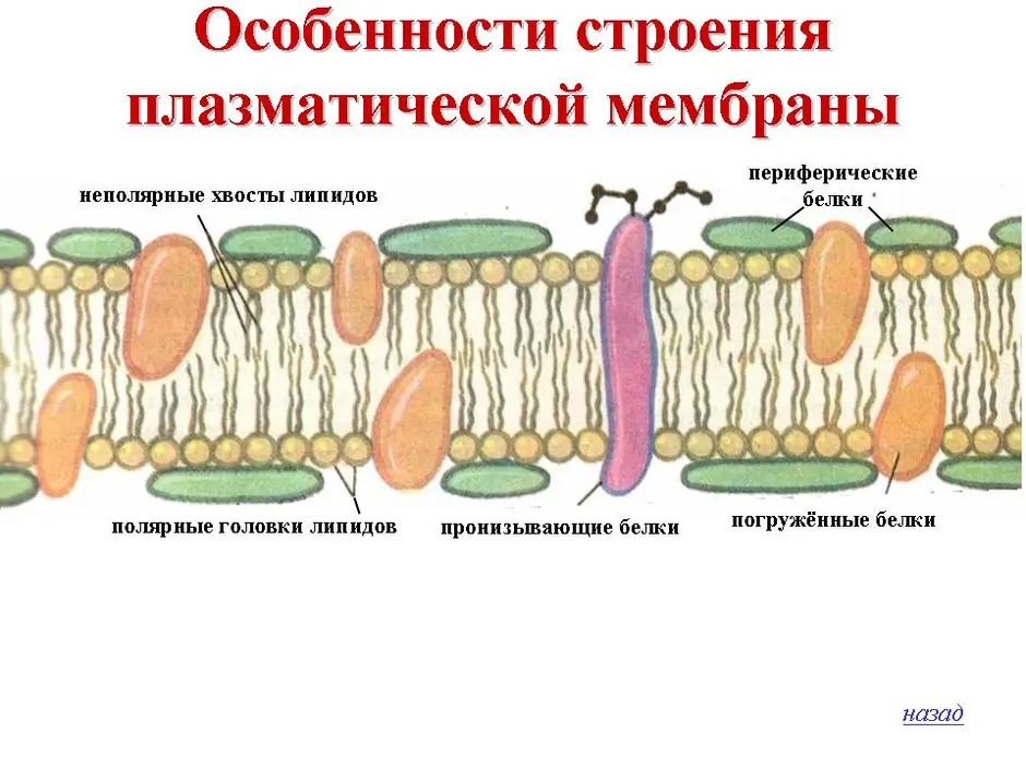 Мембрана клетки строение рисунок