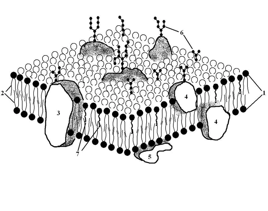 Схема плазмолеммы гистология