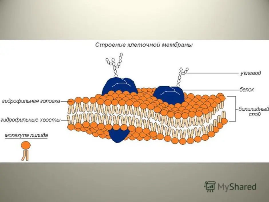 Мембрана фото биология