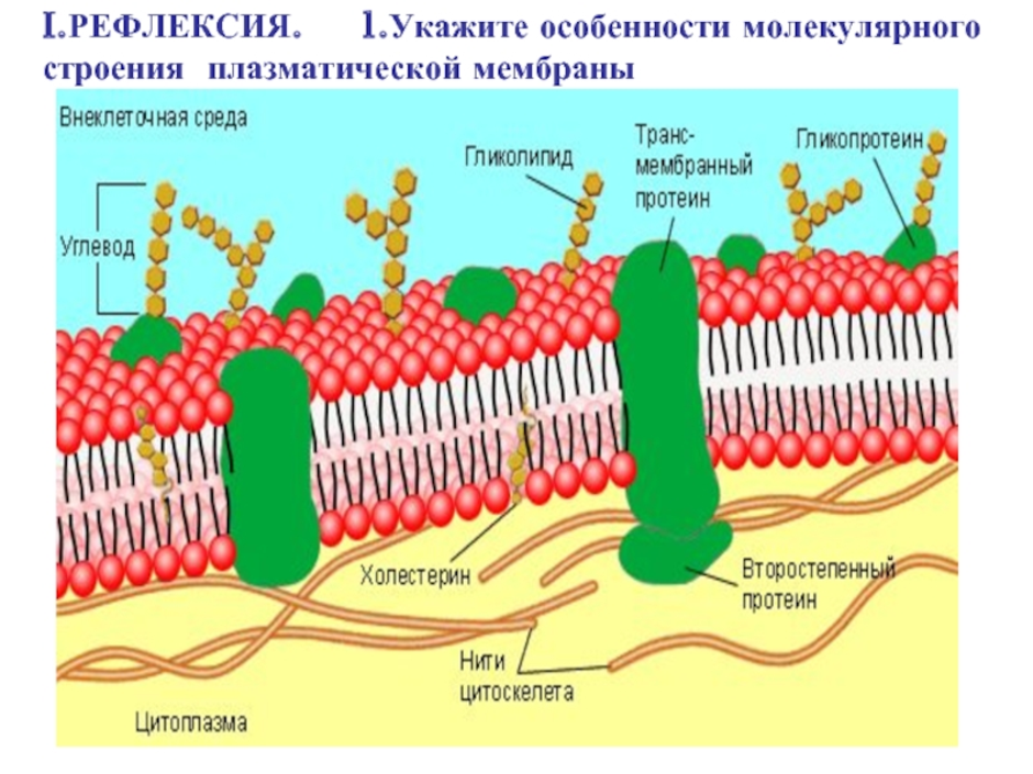 Схема строения клеточной мембраны