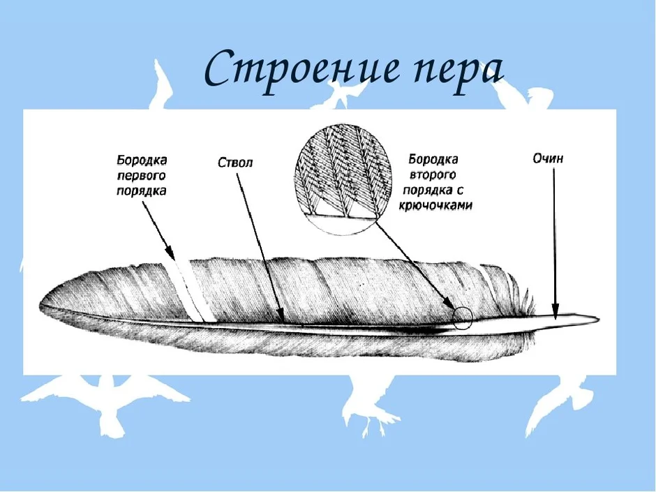 Рисунок контурного пера птицы с обозначениями