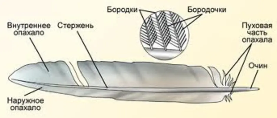 Перо птицы рисунок строение