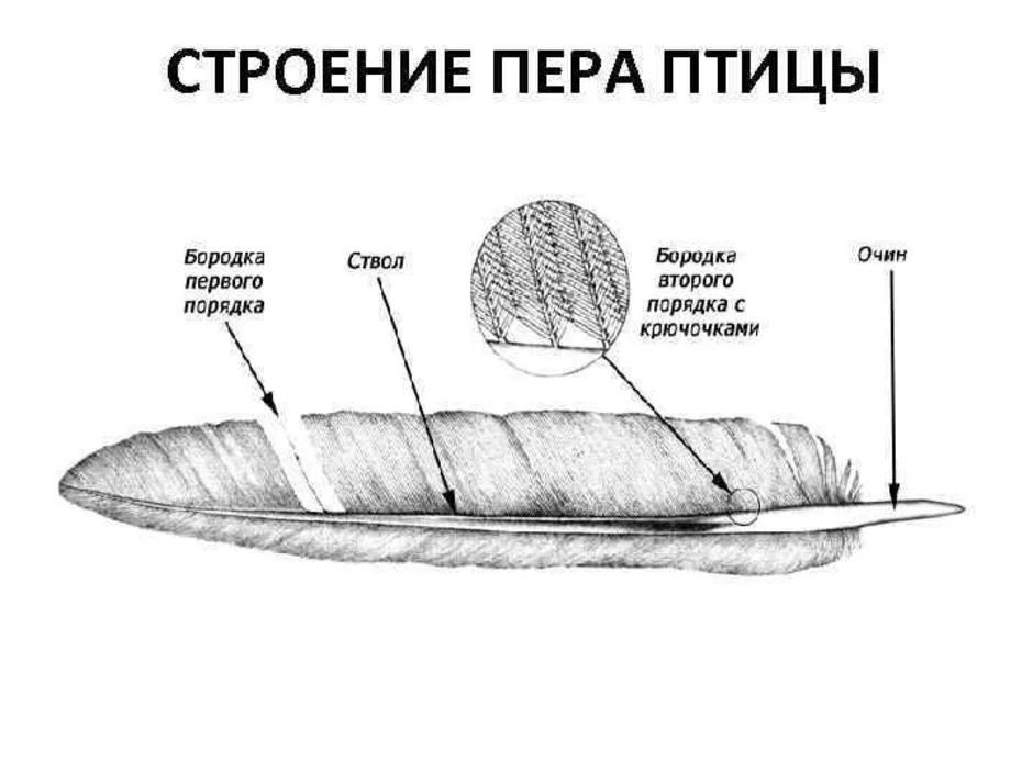 Рисунок контурного пера птицы с обозначениями