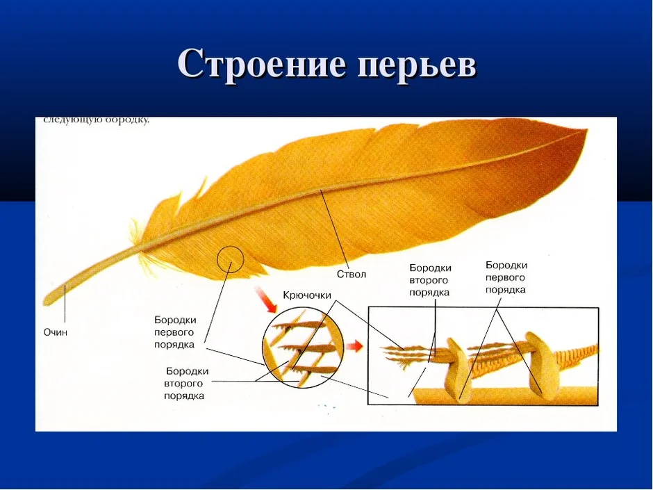 Схема строение пера птицы