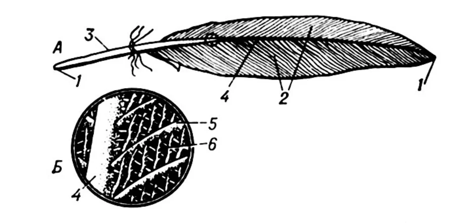 Перо птицы рисунок строение. Строение опахала пера птицы. Строение контурного пера птицы рисунок. Строение опахало у птиц. Схема строения контурного пера птицы.