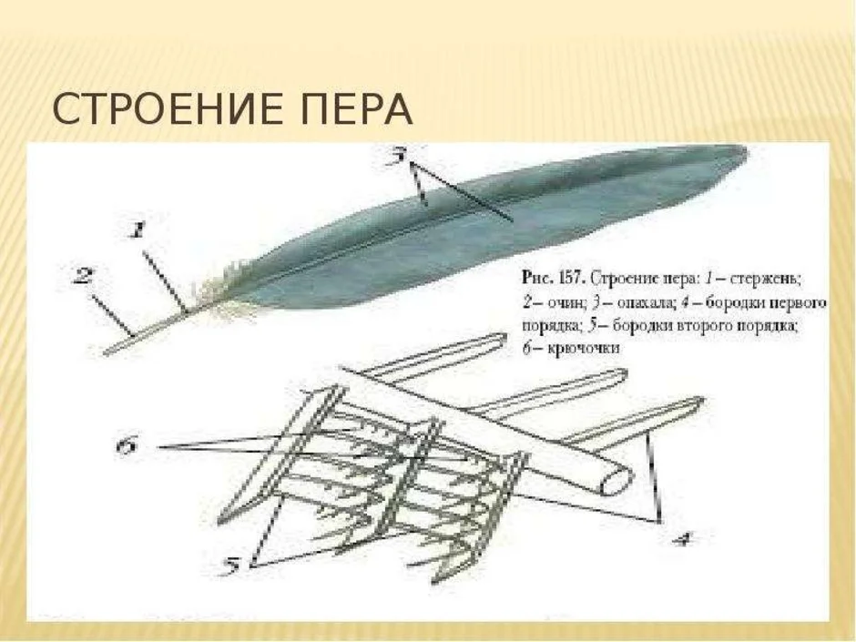 Рисунок контурного пера птицы с обозначениями