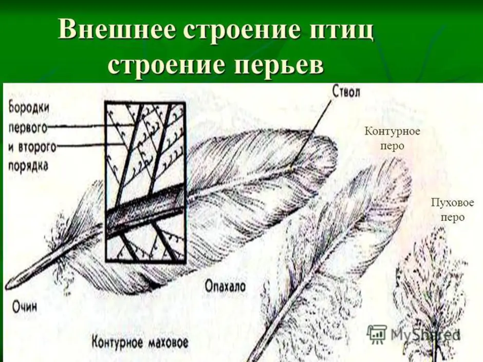 Рисунок контурного пера птицы с обозначениями