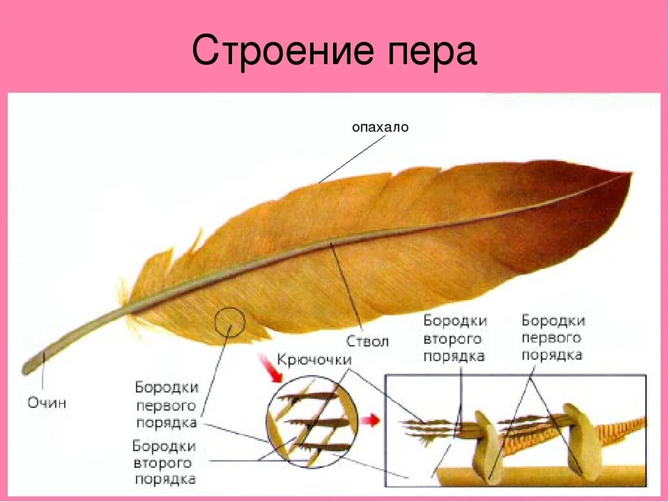 Схема строение пера птицы