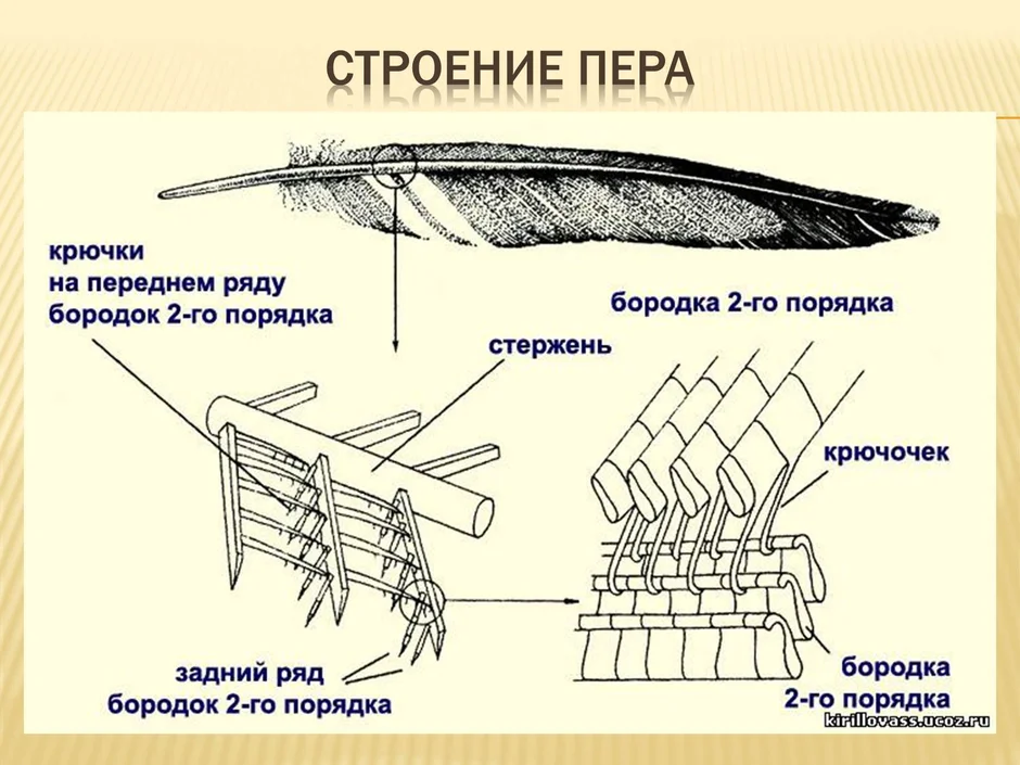 Строение перу. Строение пера птицы рисунок. Контурное перо опахало строение. Схема строения опахала контурного пера. Строение опахала пера птицы.