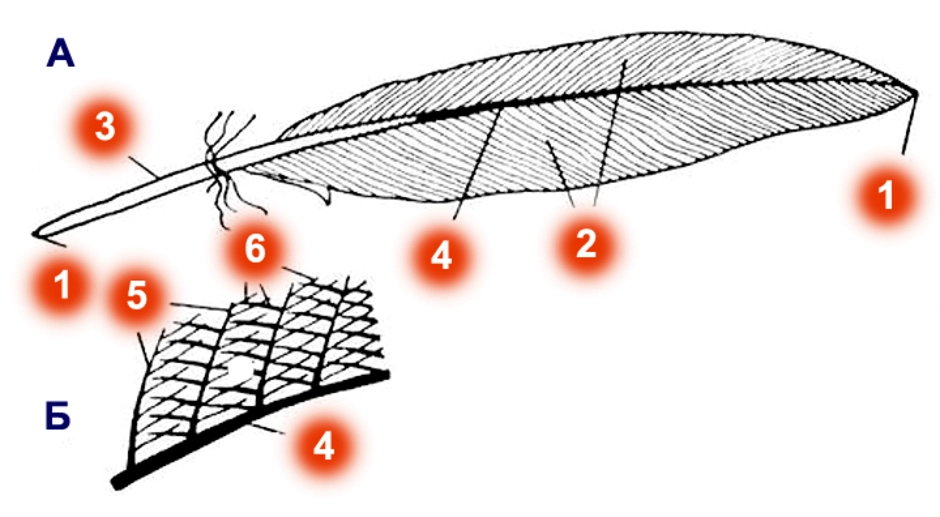 Строение пухового пера птицы рисунок с подписями