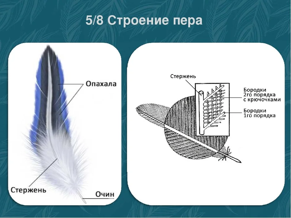 Рисунок контурного пера птицы с обозначениями