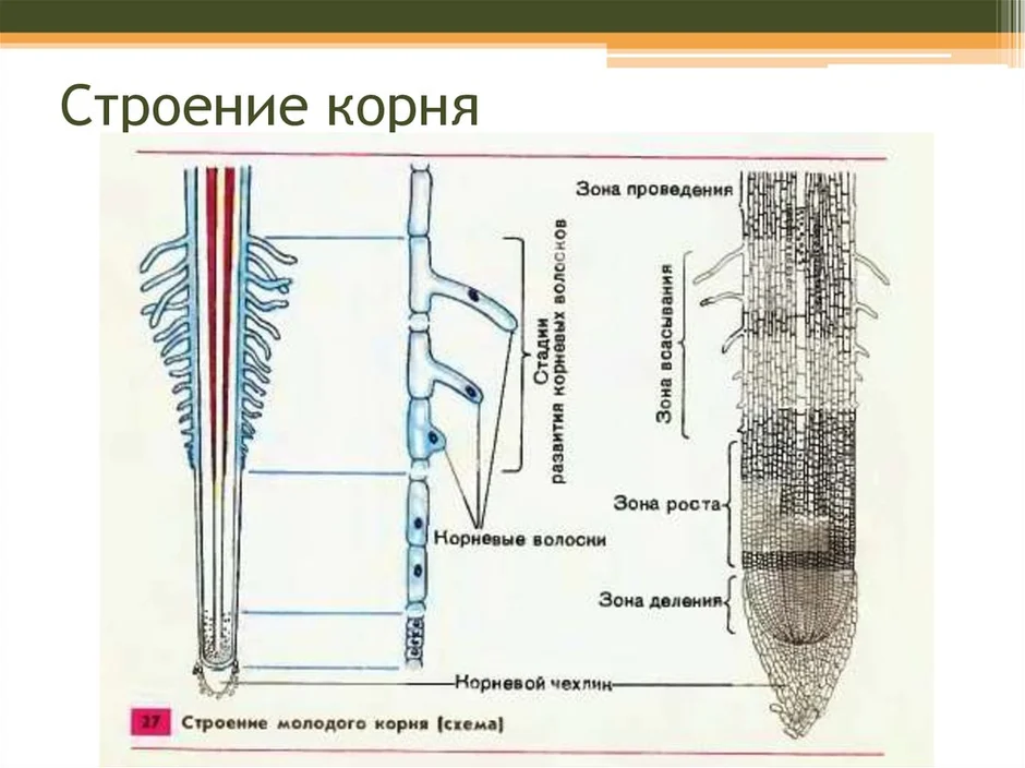 Какой цифрой на рисунке обозначена зона роста корня