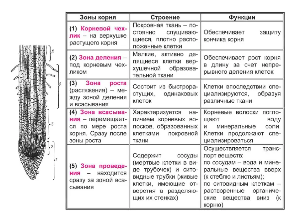 Рассмотри рисунок и отметь зоны корня в верной последовательности