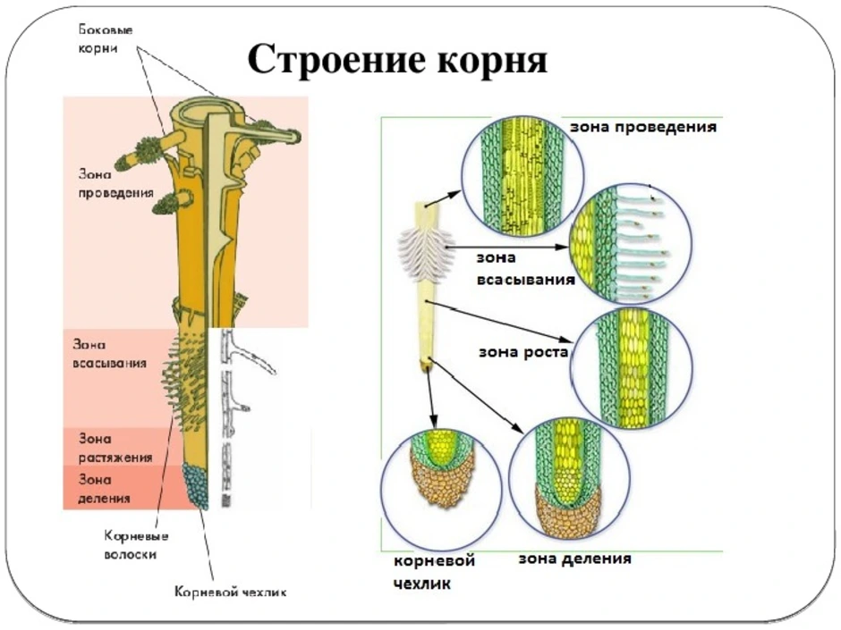 Рассмотри рисунок и расставь зоны корня в верной последовательности