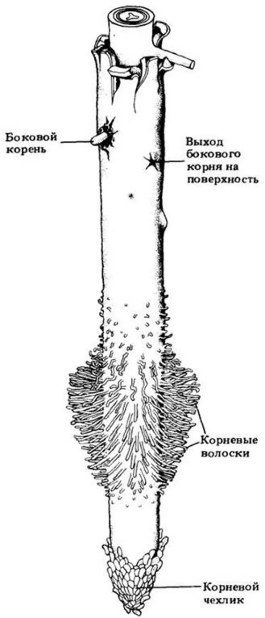 Перпендикулярный корень. Рис 37 строение корня. Рис 104 строение корня. Схема строения корня биология 6 класс. Строение корня 6 класс биология.