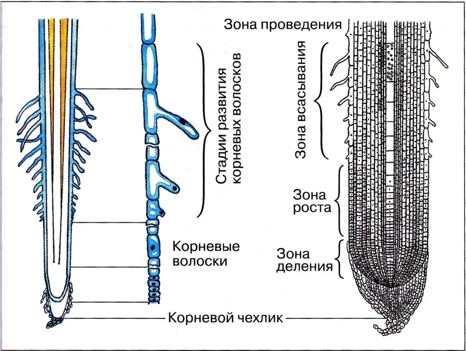 Внешнее строение корня пшеницы. Структура внутреннего строения корня. Внутреннее строение корня 6 класс биология. Строение корня зоны. Клеточное строение корня схема.