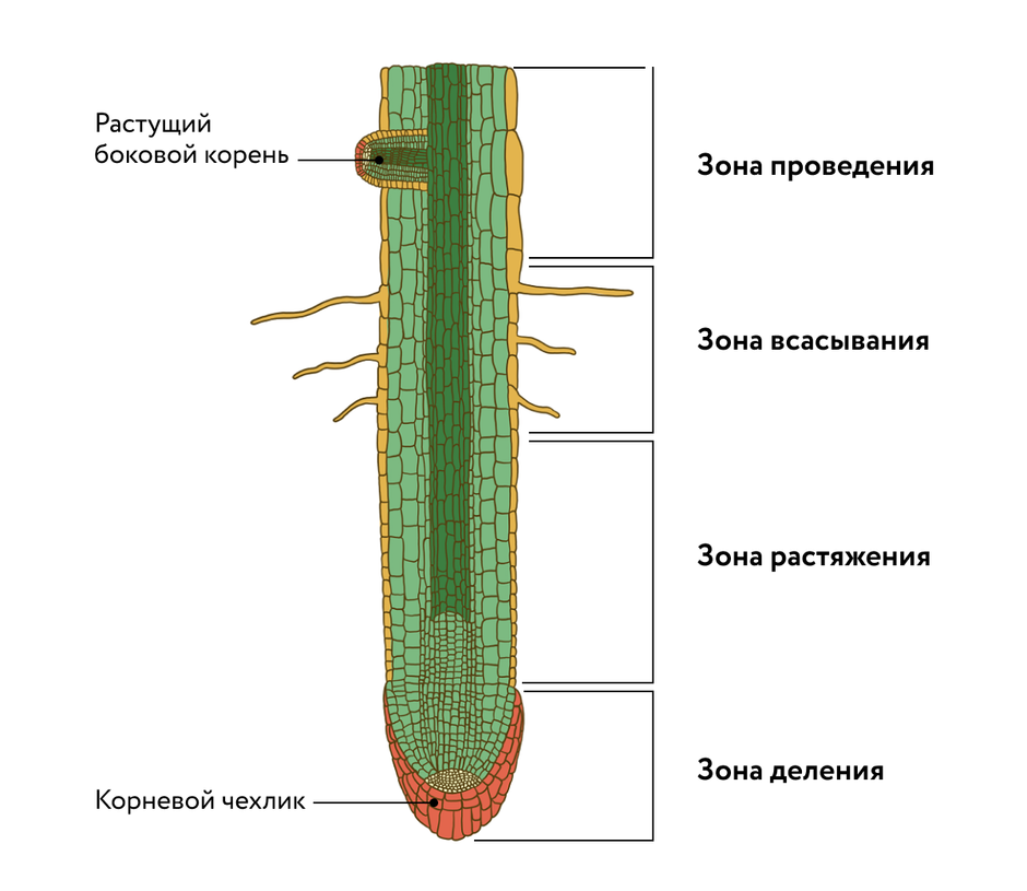 Строение корня рисунок без подписей