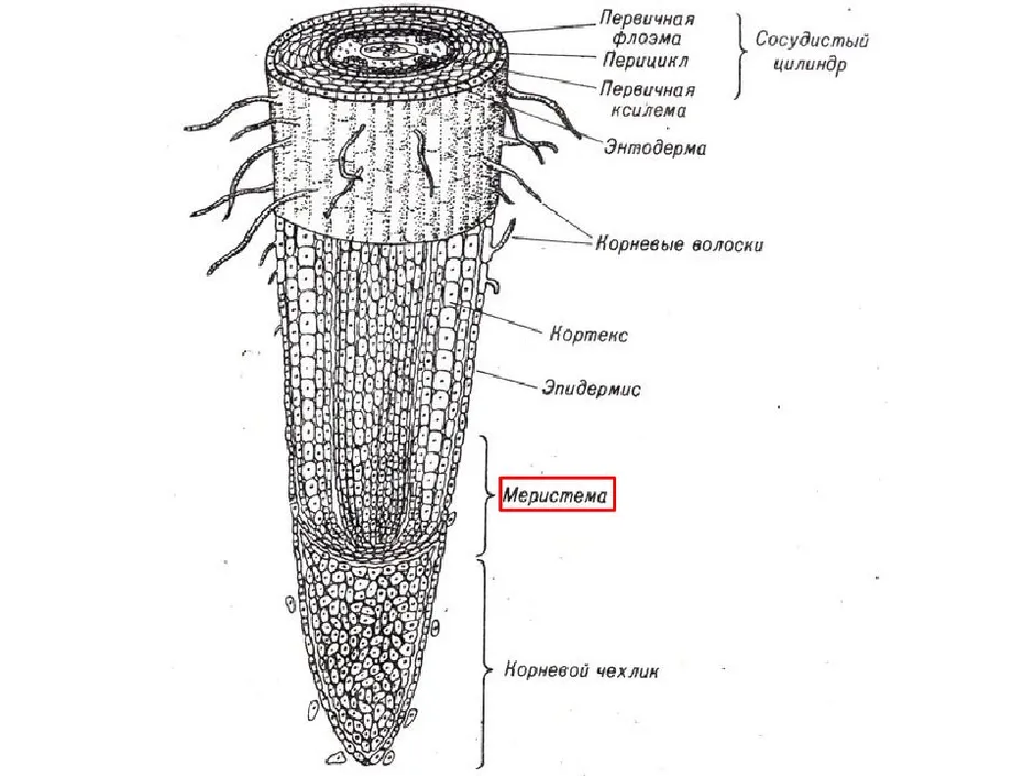 Рассмотрите рисунок корня растения какая зона корня