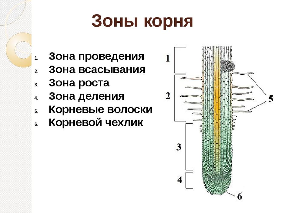 Соотнесите названия зон корня с точками на изображении