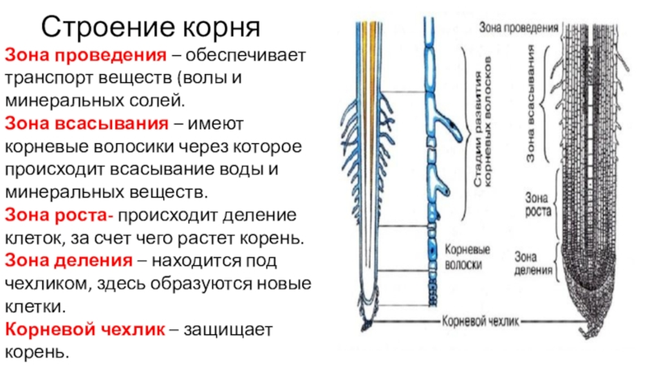 Зоны корня на рисунке