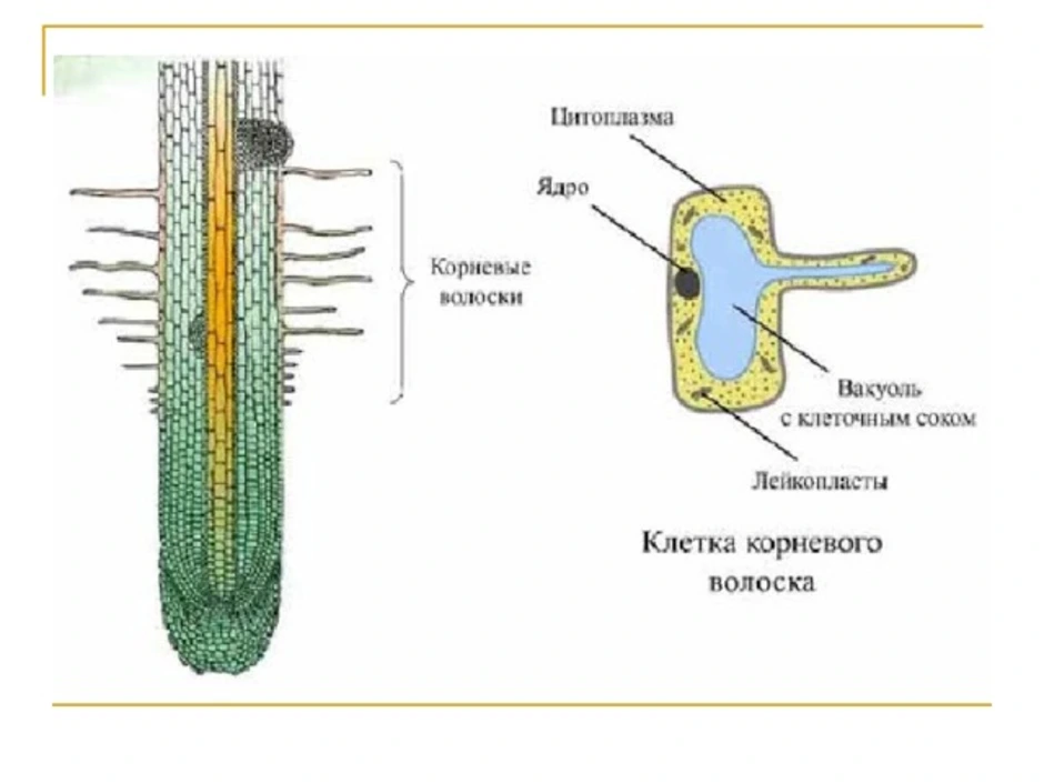 Клетки корня образуются из клеток. Клетки зоны всасывания корня. Корневой чехлик 3) корневой волосок. Корневой чехлик строение клеток. Корневые волоски 6 класс биология.