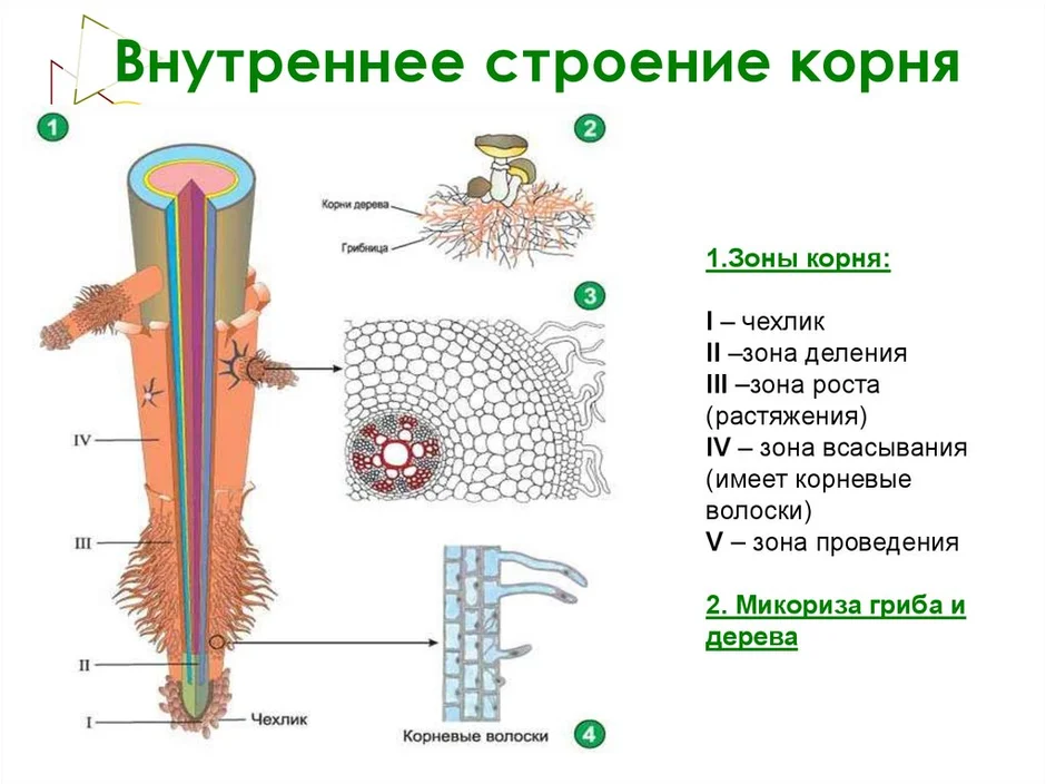 Зоны корня картинка егэ