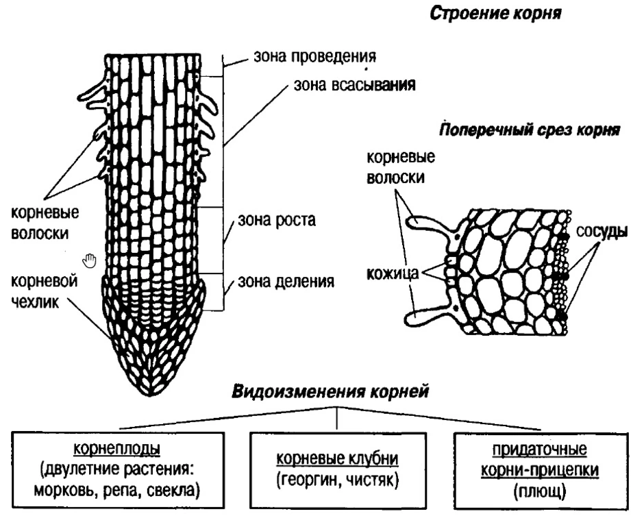 Рассмотри рисунок и отметь зоны корня в верной последовательности