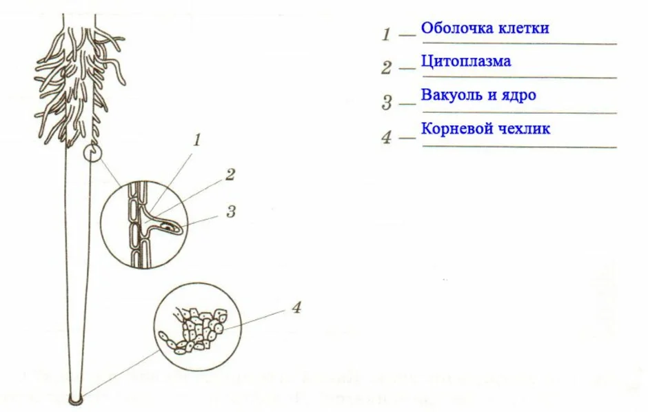 Рассмотри строение. Строение клеток корневого волоска. Строение клеток корневого волоска и клеток кожицы лука. Корневой чехлик и корневые волоски лабораторная работа. Лабораторная работа по клеточное строение корня.