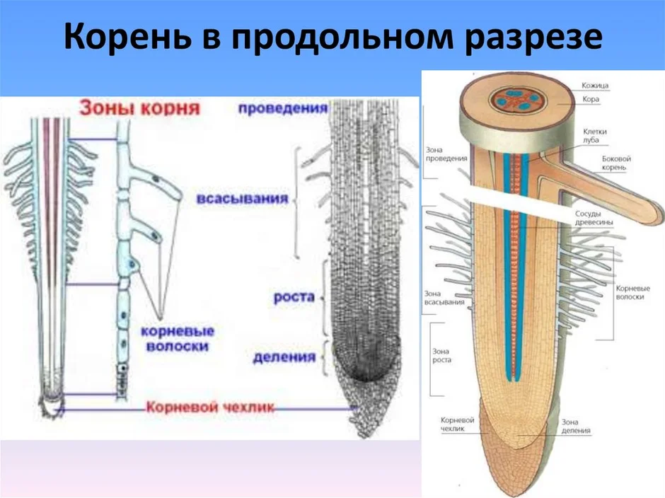 Зоны корня картинка егэ