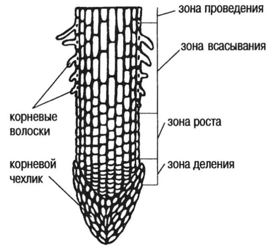 Рассмотри рисунок расположи зоны корня по порядку