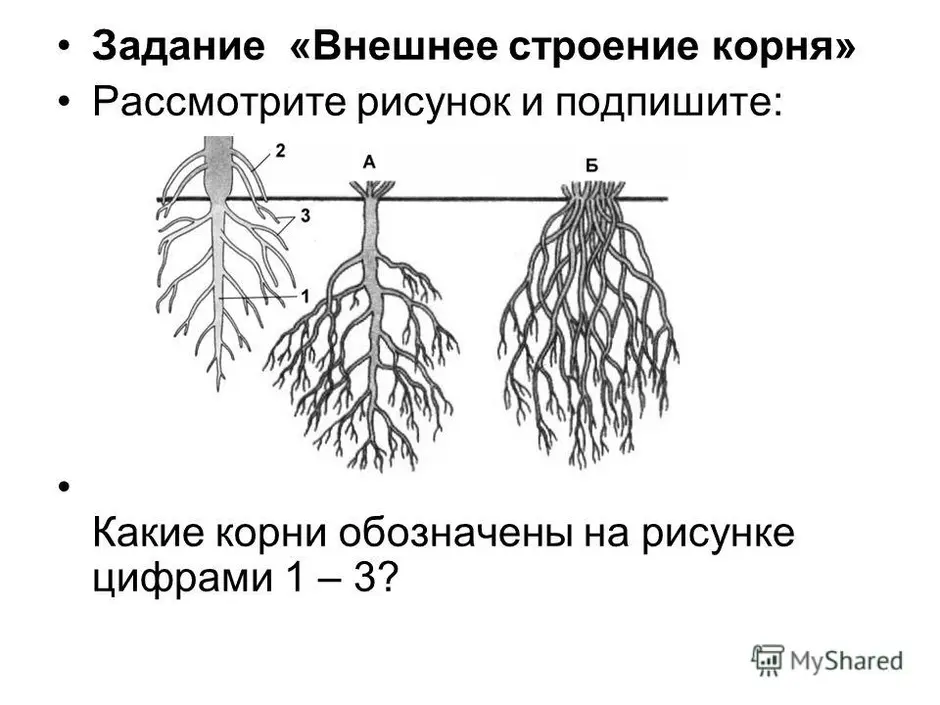 Корень рисунок биология