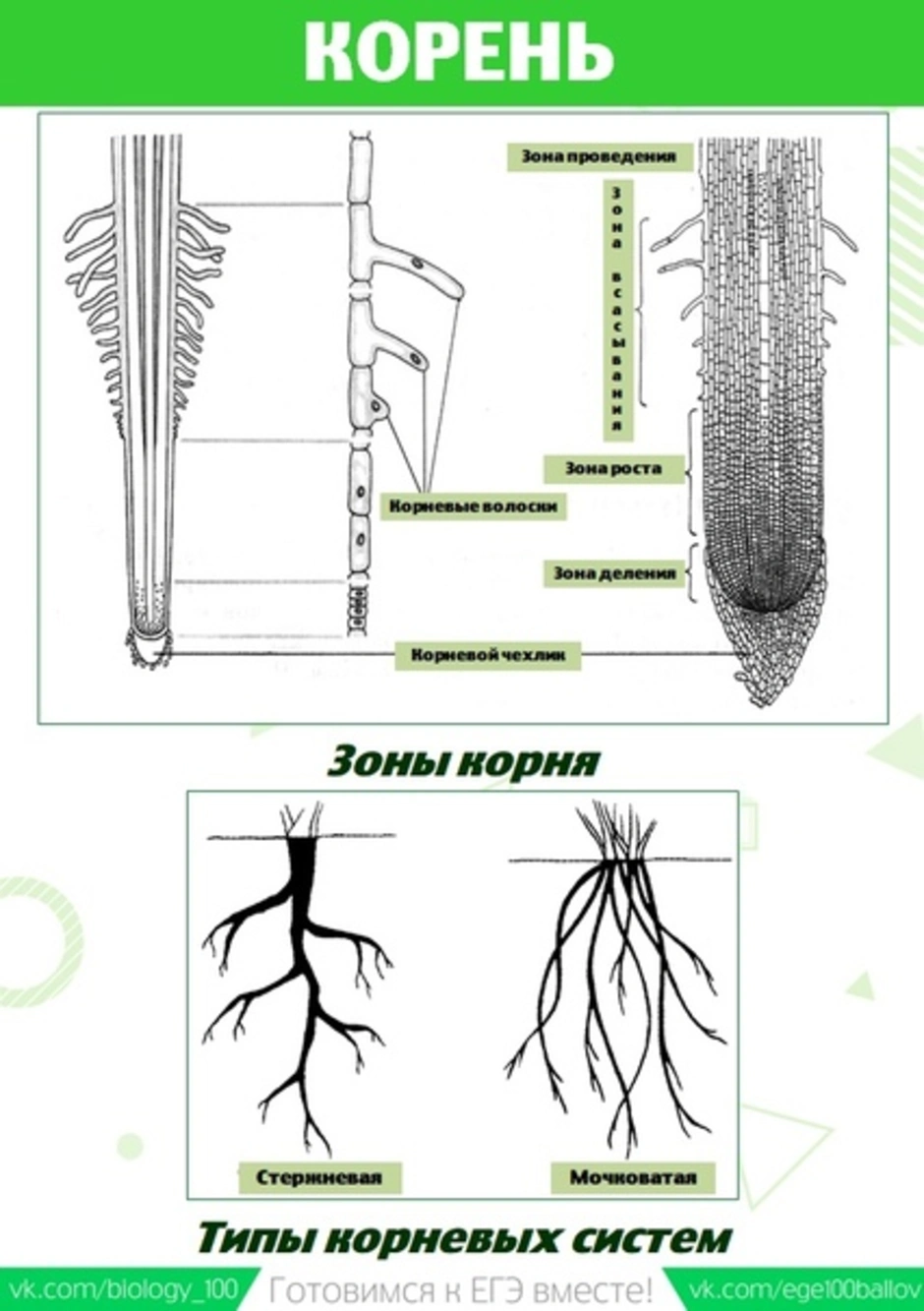 Зоны корня картинка егэ