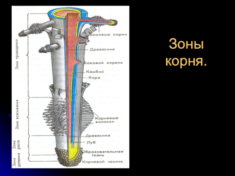 Строение корня 6 класс. Зоны корня 6 класс биология рисунок. Зоны корня 7 класс биология. Строение корня зоны. Рис 104 строение корня.