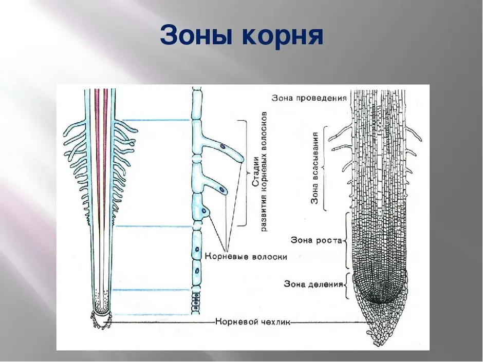 Рассмотри рисунок и распредели зоны корня в верной последовательности