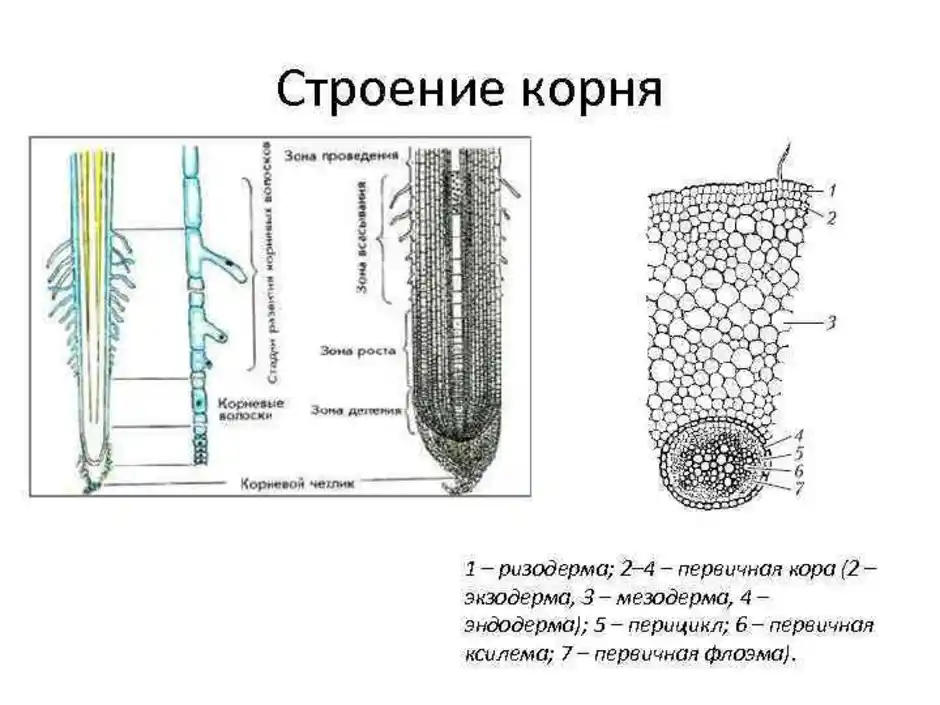 Зоны корня рисунок с подписями