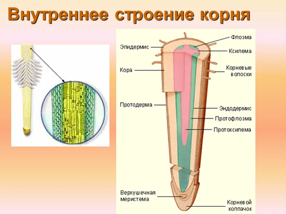 Зоны корня картинка егэ